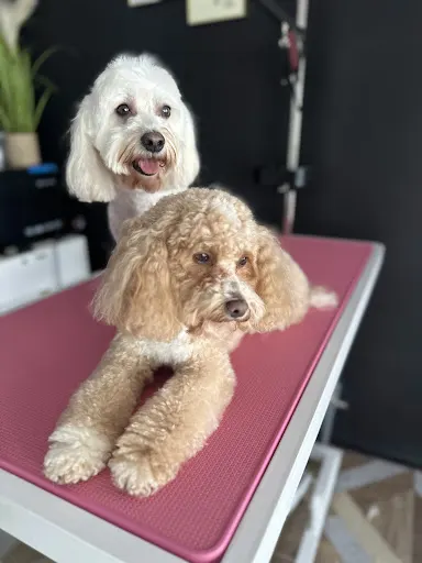 Pet Grooming Salon Psi fryzjer